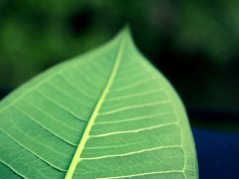 手持葉面積儀可直接測(cè)量葉片長(zhǎng)度、寬度和面積