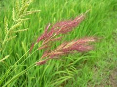 糧食安全檢測儀器，糧食重金屬檢測儀