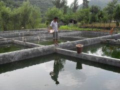 水中硫化氫檢測儀，可以為水產(chǎn)養(yǎng)殖做什么？