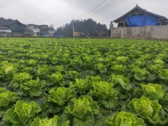 便攜式植物營(yíng)養(yǎng)測(cè)定儀，對(duì)農(nóng)業(yè)種植有什么幫助？